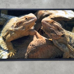 Photo-printed doormat of lizards basking on a rock